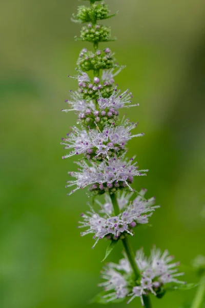 Close Flowers Common Mint Mentha Spicata Plant — Stock Photo, Image