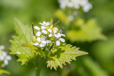 Çiçek açmış bir sarımsak hardalı (alliara petiolata) bitkisinin kapağını kapat