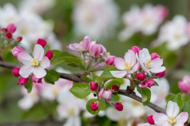 Elma çiçeğinin bir dalını kapat.