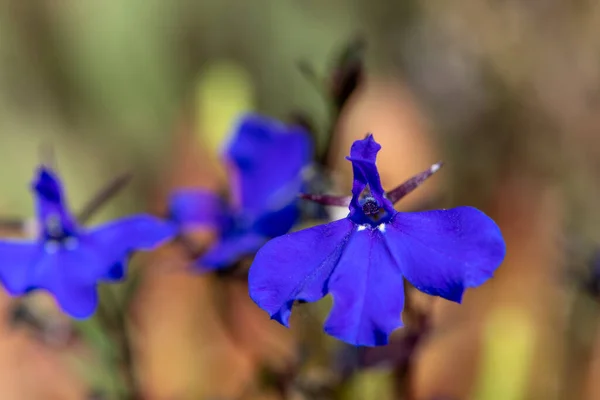 Макроснимок Кромки Цветков Лобелии Lobelia Erinus — стоковое фото