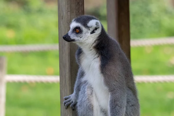Крупный План Кольца Хвостатого Лемура Lemur Catta Зоопарке — стоковое фото