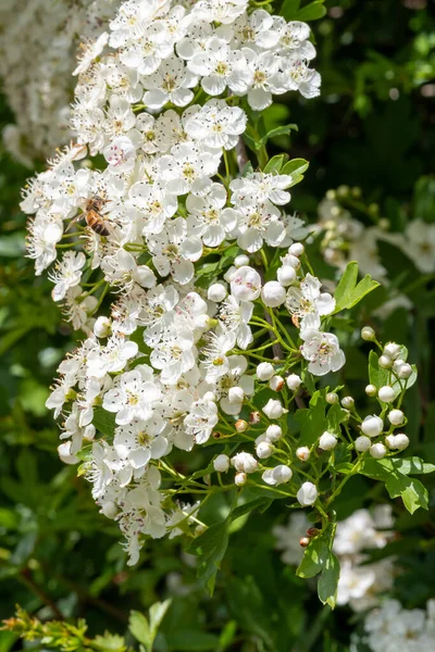 Close Mayflower Crataegus Laevigata Blossom — Stock Photo, Image