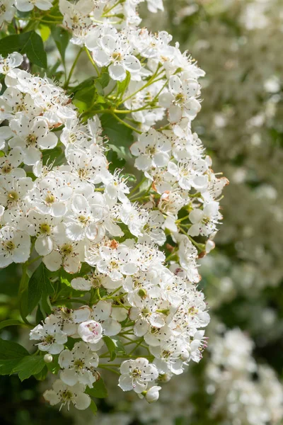 Gros Plan Sur Fleur Mai Crataegus Laevigata — Photo