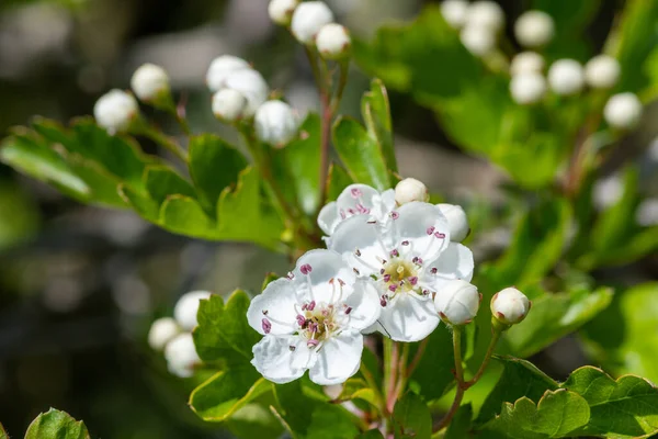 Gros Plan Sur Fleur Mai Crataegus Laevigata — Photo