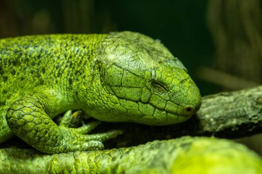 Solomon Adaları 'ndan bir maymunun (corucia zebrata) esaret altındaki portresi