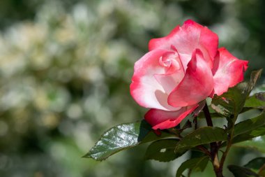 Bahçede açmakta olan bir gülü kapat