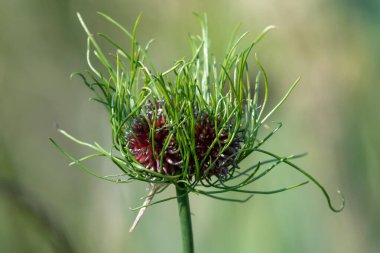 Bir yabani sarımsağı kapat (allium vineale) bitkisi