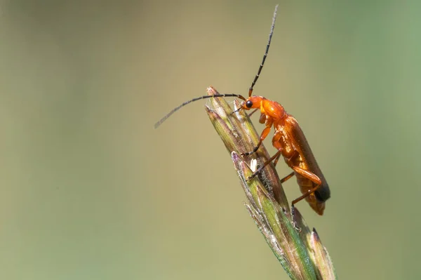 红色士兵甲虫 Rhagonycha Fulva 在草叶上的宏观射击 — 图库照片