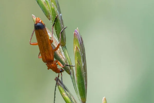 红色士兵甲虫 Rhagonycha Fulva 在草叶上的宏观射击 — 图库照片