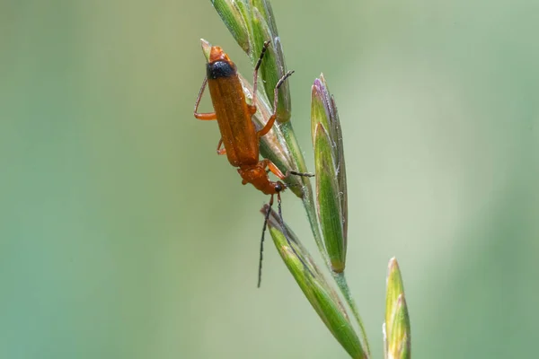 Macro Shot Red Soldier Beetle Rhagonycha Fulva Blade Grass — Stock Photo, Image