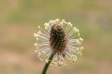 Dar yapraklı bir bitkinin makro görüntüsü (bitkisel lanceolata)