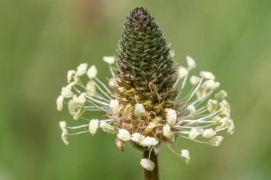 Dar yapraklı bir bitkinin makro görüntüsü (bitkisel lanceolata)
