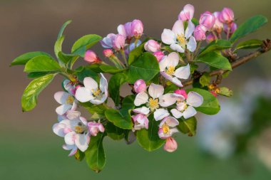 Çiçek açan malus çiçeklerini kapat.