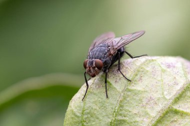 Yaprağın üzerinde bir sineğin (musca domestica) makro görüntüsü