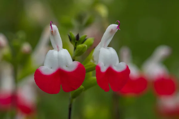 Närbild Röda Och Vita Salvia Blommor Blom — Stockfoto