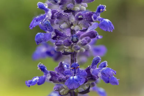 Close Uma Planta Salvia Azul Velocidade Flor — Fotografia de Stock