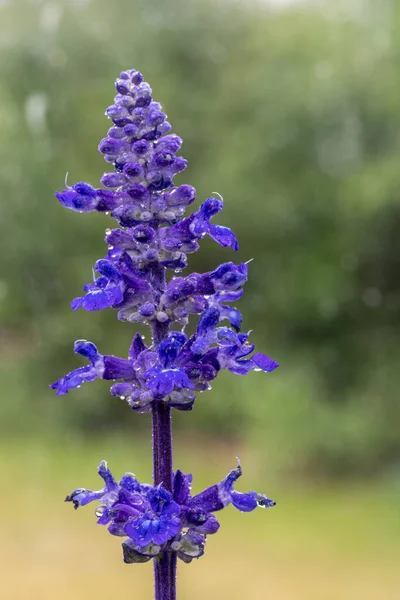Közelkép Sebesség Kék Salvia Növény Virágzik — Stock Fotó