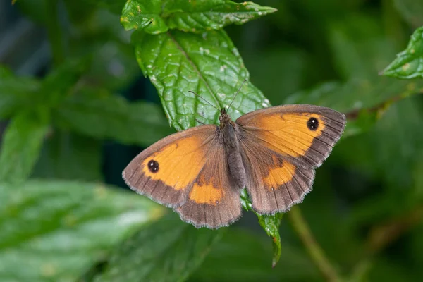 靠近一个看门人 Pyronia Tithonus — 图库照片