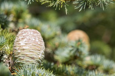 Atlas Cedar (cedrus atlantika) ağacındaki konileri kapat