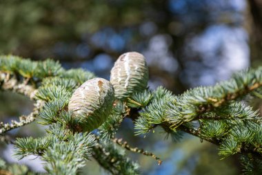 Atlas Cedar (cedrus atlantika) ağacındaki konileri kapat