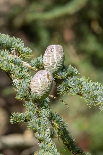 Nahaufnahme Von Zapfen Einer Atlas Zeder Cedrus Atlantica — Stockfoto