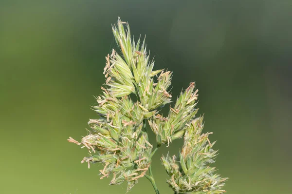 Macro Tiro Sementes Uma Grama Gato Dactylis Glomerata Planta — Fotografia de Stock