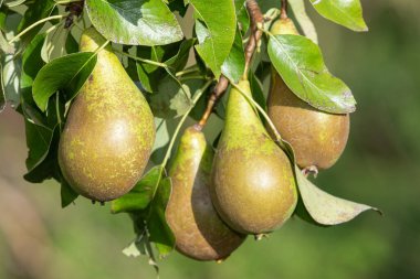 Close up of conference pears on the tree clipart