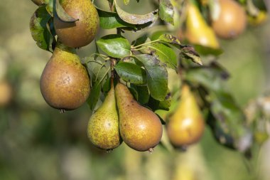 Konferans armutlarını ağaçta kapatın.