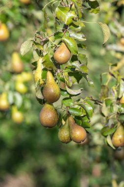 Konferans armutlarını ağaçta kapatın.
