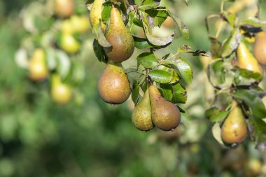 Konferans armutlarını ağaçta kapatın.