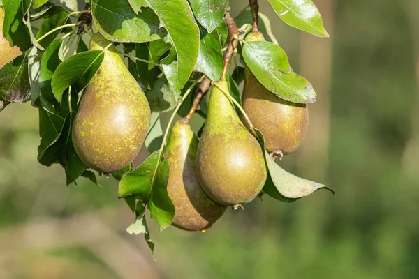 Konferans armutlarını ağaçta kapatın.