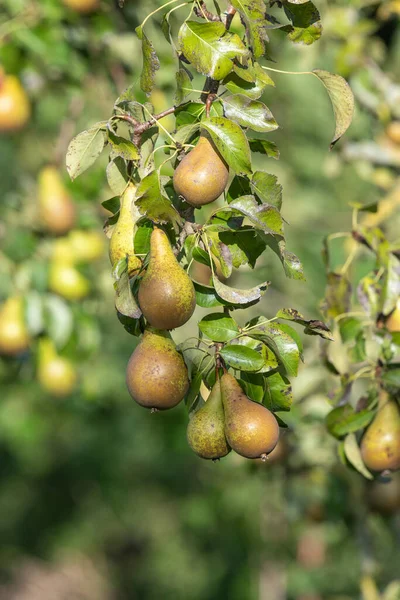 Konferans armutlarını ağaçta kapatın.