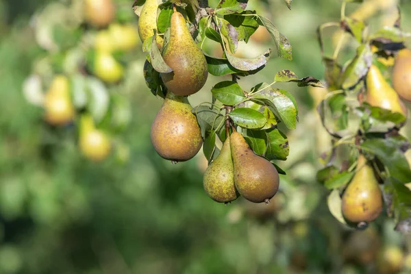 Konferans armutlarını ağaçta kapatın.