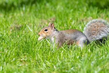 Ağzında maymun fındığı olan doğu gri sincabı (sciurus carolinensis) portresi