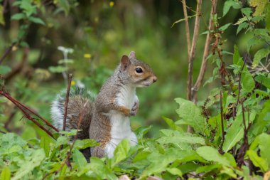 Doğu gri sincabı portresi (Sciurus carolinensis) ayağa kalkıyor