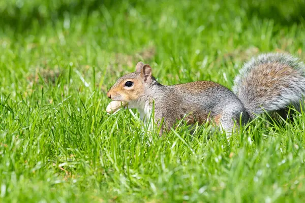 Ağzında Maymun Fındığı Olan Doğu Gri Sincabı Sciurus Carolinensis Portresi — Stok fotoğraf