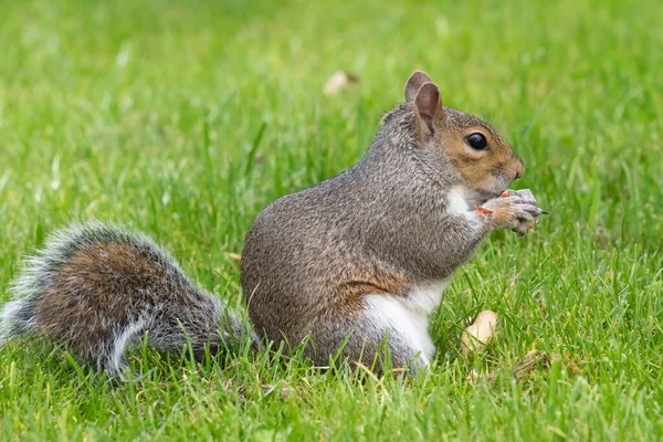 Side View Eastern Gray Squirrel Sciurus Carolinensis Eating Nut — Stock Photo, Image