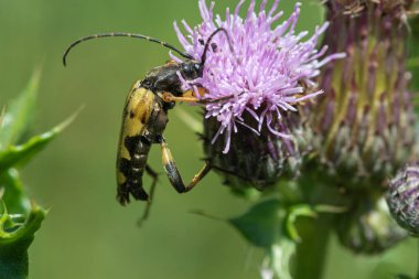 Benekli bir uzun boynuzun makro çekimi (şalgam maculata) bir devedikeni çiçeğinin üzerindeki böcek