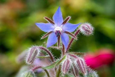 Close up of a borage (borago officinalis) flower clipart