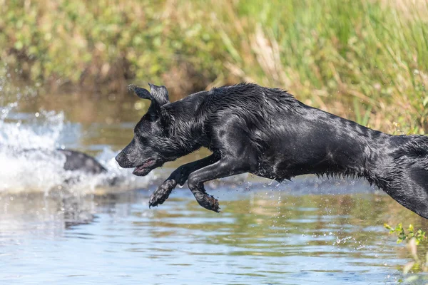 Akció Lövés Egy Nedves Fekete Labrador Retriever Ugrás Vízbe — Stock Fotó