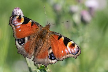 Bir tavus kuşu kelebeğine (aglais io) yakın plan