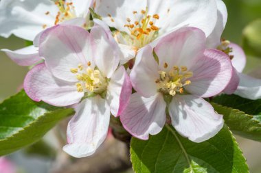 Çiçek açmış elma çiçeğinin makro çekimi.