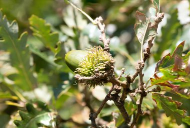 Meşe ağacındaki meşe palamudunun makro görüntüsü.