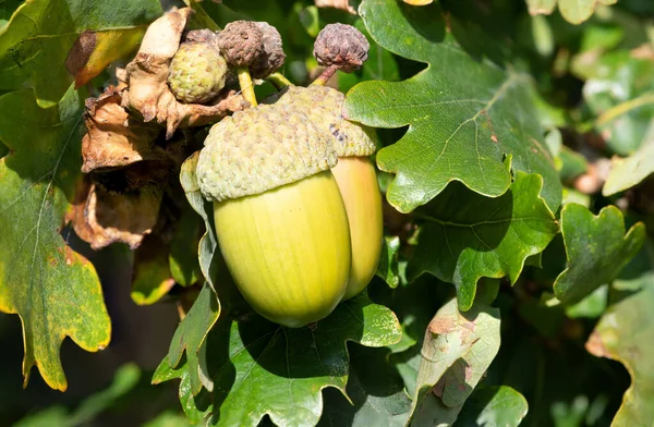 Macro shot of acorns on an oak tree