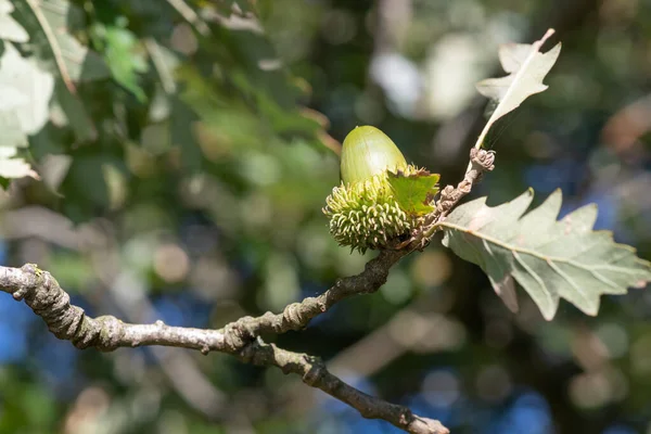 Macro shot of an  acorn on an oak tree