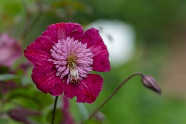 Çiçek açmış Avant Garde Clematis çiçeğine yaklaş