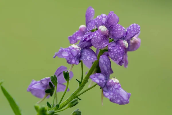 Close Flores Nemesia Roxo Flor — Fotografia de Stock