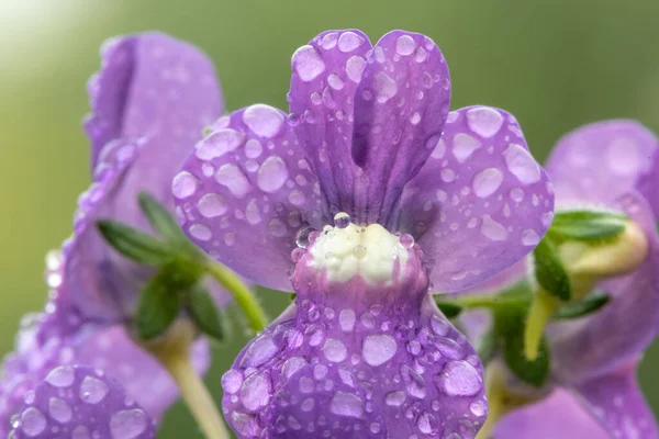 一朵朵盛开的紫绿色菊花 — 图库照片