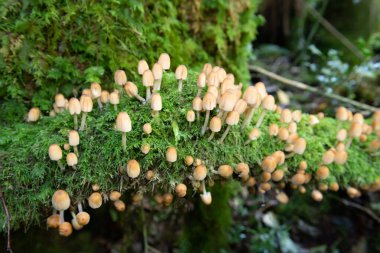 Yosunlu bir kütükte büyüyen mika kapağını (coprinellus micaceus) kapatın