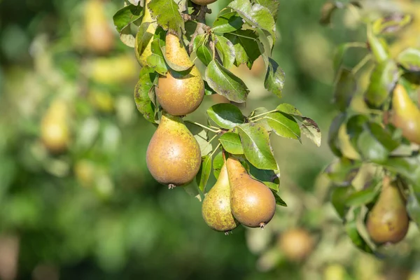 Konferans armutlarını ağaçta kapatın.